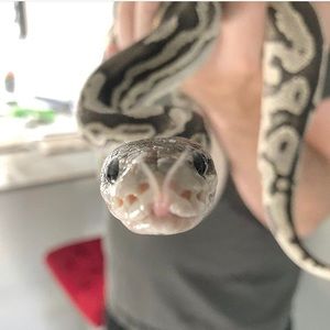 Meet your Posher, Charlotte